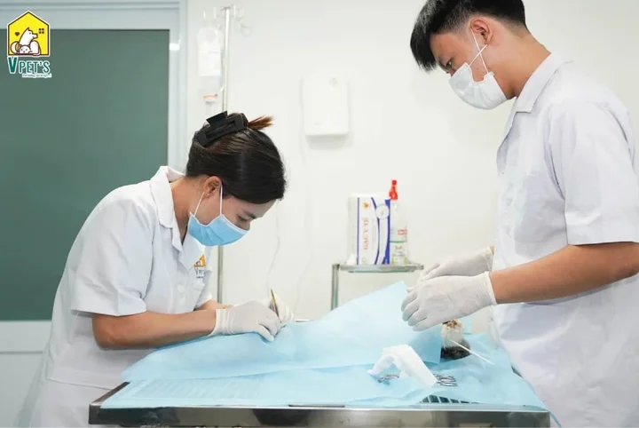Top ph&ograve;ng kh&aacute;m th&uacute; cưng uy t&iacute;n tại TP HCM