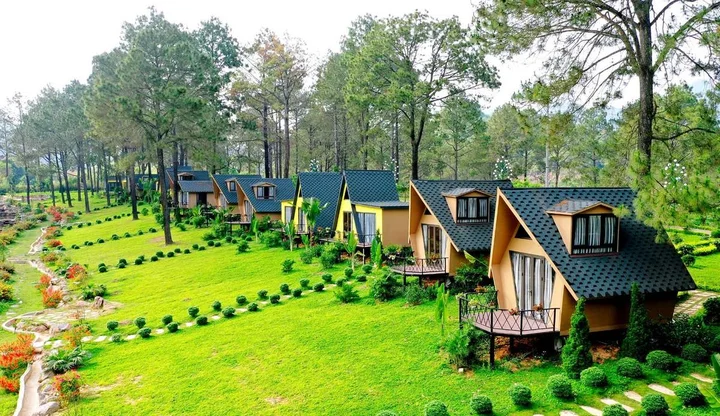 Rừng thông Bản Áng Mộc Châu