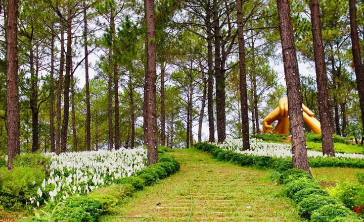 Vườn dâu Chimi gần Bản Áng