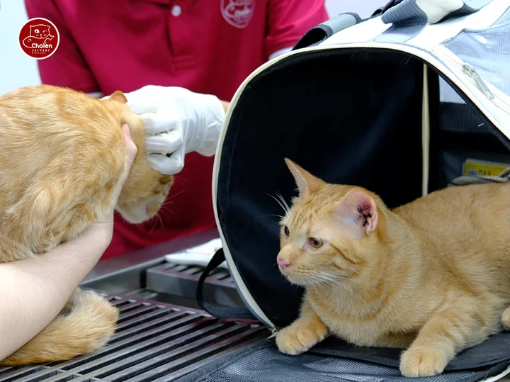 Review Chaien Cattery - Pet Shop & Vet Clinic: Ph&ograve;ng kh&aacute;m th&uacute; y hiện đại v&agrave; uy t&iacute;n nhất Cần Thơ