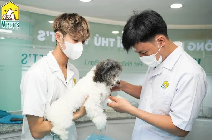 Top spa th&uacute; cưng chất lượng gi&aacute; rẻ h&agrave;ng đầu tại TP HCM - Lựa chọn uy t&iacute;n cho vật nu&ocirc;i
