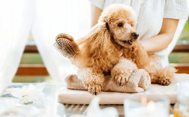 Review địa chỉ cắt tỉa l&ocirc;ng l&agrave;m đẹp cho Th&uacute; Cưng Uy T&iacute;n Tại TPHCM