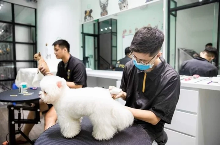 Top Địa Chỉ cắt tỉa l&ocirc;ng l&agrave;m đẹp Th&uacute; Cưng Uy T&iacute;n Tại TPHCM