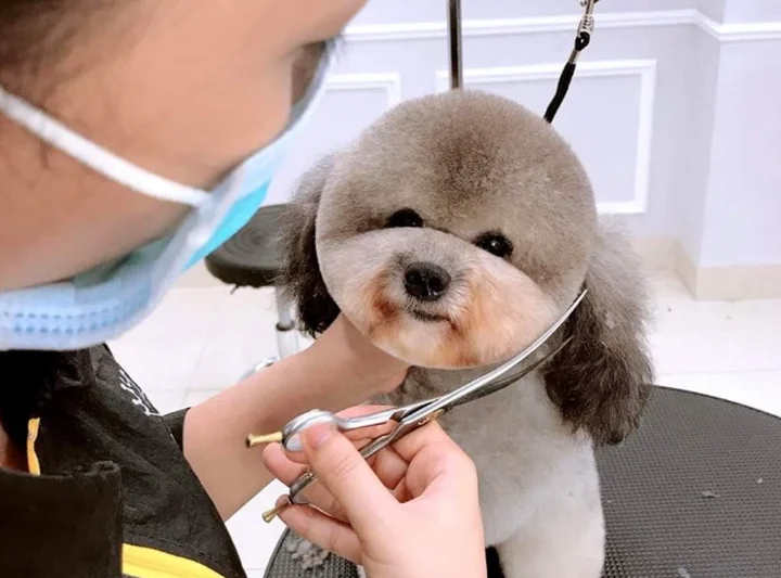 Top Địa Chỉ cắt tỉa l&ocirc;ng l&agrave;m đẹp Th&uacute; Cưng Uy T&iacute;n Tại TPHCM