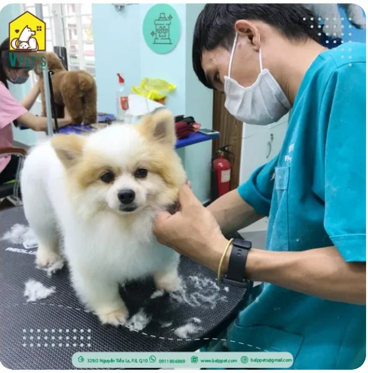 Review spa th&uacute; cưng uy t&iacute;n chất lượng gi&aacute; rẻ TP HCM
