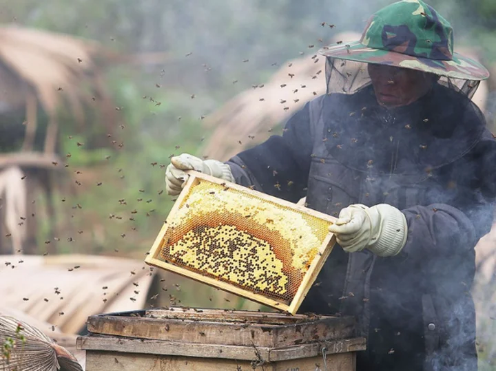 Mật ong hoa bạc h&agrave; c&oacute; tốt kh&ocirc;ng? Những t&aacute;c dụng ch&iacute;nh của mật ong hoa bạc h&agrave;